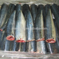 Frozen Gutted Tailed Pacific Mackerel HGT For Canned